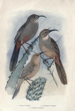 birds in the war zone, bird lore magazine 1917
